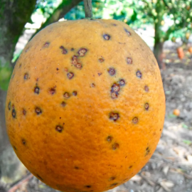 El hongo conocido como "mancha negra" en una naranja.