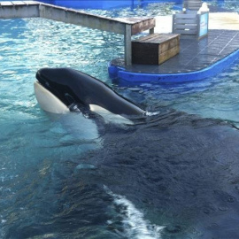 La orca Lolita en en su tanquee del acuario de Miami.- EFE