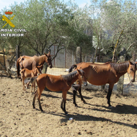 Caballos en la finca intervenida.