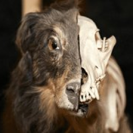 ¿Por qué los mamíferos sociales y los herbívoros han evolucionado más rápido?