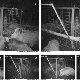 Secuencia de la operación de rescate en la que se observa el pelaje erizado en la hembra que la dirige.