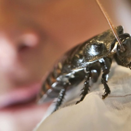 Las cucarachas alemanas se vuelven resistentes a los pesticidas./ EFE