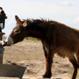 Un burro busca de agua a un pozo seco en una zona rural de Masvingo, al sureste de Zimbabue. REUTERS/Philimon Bulawayo