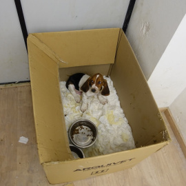 Gos trobat durant una inspecció feta a la botiga Bitxets per l'Ajuntament de Barcelona.