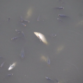 Peces muertos en el embalse de los Rodeos.