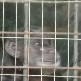 Chimpacé de el zoo de La Plata / Proyecto Gran Simio