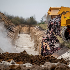 Una máquina excavador arroja a una fosa los cuerpos sin vida de cientos de visones que han sido sacrificados en Dinamarca.