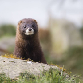 Los mustélidos, entre los que se encuentran los visiones americanos, son susceptible de infectarse con el nuevo coronavirus