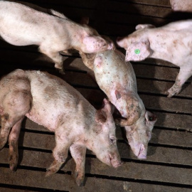 Los cerdos de la granja que suministraba a El Pozo sufrían de forma generalizada canibalismo, hernias gigantes, deformidades y enormes heridas.