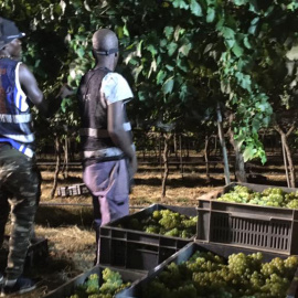 Verema nocturna a Raïmat. FOTO: Como Pomona