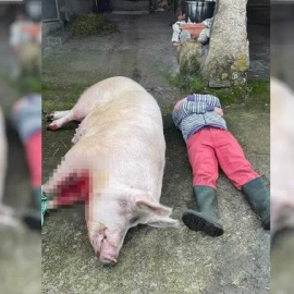 Imagen del vecino de Carnota tumbado junto al cadáver del animal