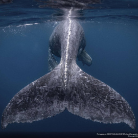 Una ballena jorobada en la isla Kumejima (Japón). Premio principal del concurso Travel Photographer of the year 2018. REIKO TAKAHASHI