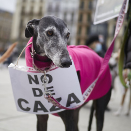 Un galgo con un cartel contra el uso de perros para cazar en una manifestación animalista en Pamplona, Navarra.