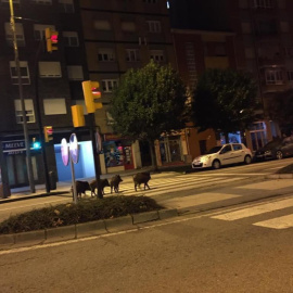 Jabalís por las calles de Gijón.