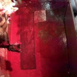 Maltrato animal en un matadero de Ávila: patadas, descargas eléctricas y muertes sin aturdimiento