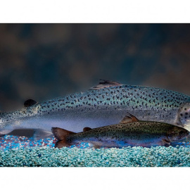 Ejemplar de salmón transgénico (detrás) comparado con un salmón silvestre de la misma edad./ AQUABOUNTY