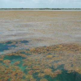 Detectan la mayor proliferación de algas del mundo. Brian Lapointe, Ph.D., Florida Atlantic University's Harbor Branch Oceanographic Institute