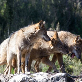 Varios lobos ibéricos del Centro del Lobo Ibérico en localidad de Robledo de Sanabria.