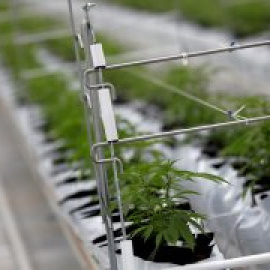 Nace Luz Verde, el primer partido cannábico nacional para impulsar la regulación y frenar la represión del sector