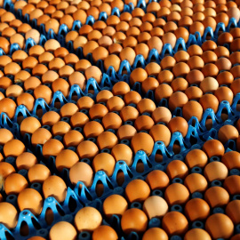 Huevos listos para ser vendido en una granja de Wortel, Bégica. REUTERS/Francois Lenoir