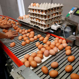Huevos son inspeccionados en la cadena de producción antes de ser preparados para su venta en una granja de Wortel, Bélgica. REUTERS/Francois Lenoir