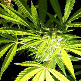 Una planta de cannabis.