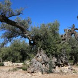 L’espoli d'oliveres: un negoci que s’emporta un patrimoni mil·lenari