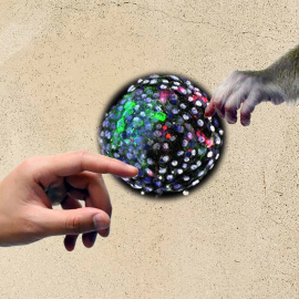 Referencia a ‘la creación de Adán’, de Michelangelo. La imagen muestra una mano humana y una mano de mono que se acercan a un blastocisto humano-mono de quimera.