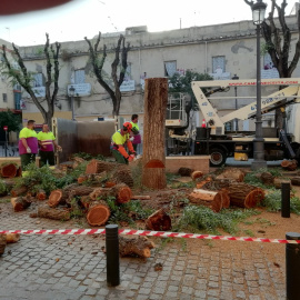 Trabajadores del Ayuntamiento de Sevilla cortan un árbol. RICARDO GAMAZA