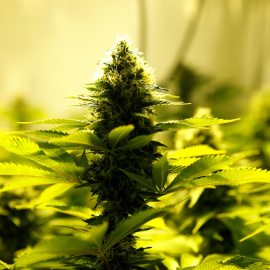 Una planta de marihuana en un cultivo de interior.- REUTERS