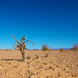 Falta valentía para lograr un planeta sostenible