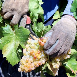 Carroll de raïm en una vinya propera a Bot (Terra Alta)