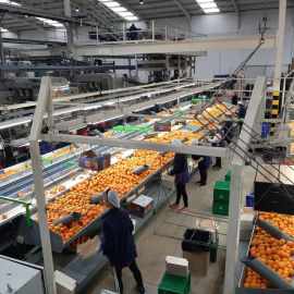 Una imatge de les encaixadores en una planta de processament de la taronja.