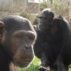 África y Toto, dos de los chimpancés de la Fundación Mona.