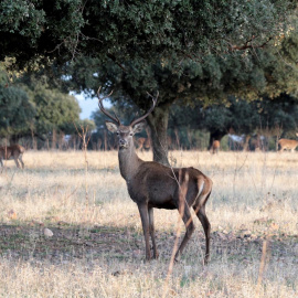 La caza deportiva y comercial está prohibida desde este sábado en el Parque Nacional de Cabañeros.