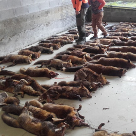 4/1/23 Zorros abatidos tras una cacería en Galicia.