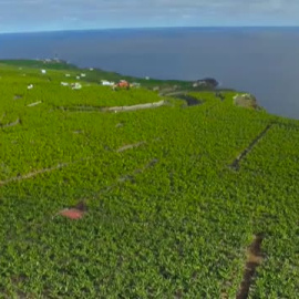 El volcán de La Palma arrasa algunas plantaciones de plátanos