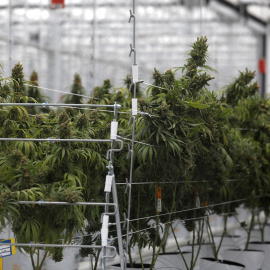 Plantas de cannabis en un invernadero de la fábrica Tilray en Cantanhede, Portugal. REUTERS/Rafael Marchante