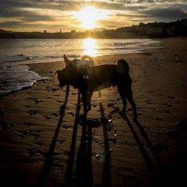 Dos perros juegan al amanecer en la playa de Ondarreta de San Sebastián.