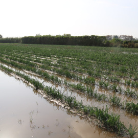 05/11/2024 - Un camp de calçots ple d'aigua a Gavà.