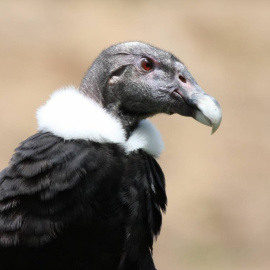 Ejemplar de cóndor andino.