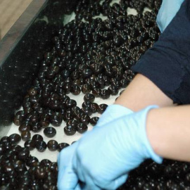 EEUU avanza hacia la imposición de aranceles sobre la aceituna negra española