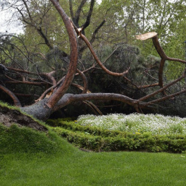 Un pino piñonero de grandes dimensiones desplomado hace dos años en el parque del Retiro. EFE/Archivo