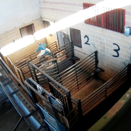 Un trabajador salta sobre los corderos en un matadero de Ávila./ Imágenes cedidas por Equalia
