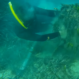 Imagen del fondo marino de Posidonia tras el paso del yate de lujo maltés - Imagen vídeo Salvem Portocolom