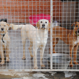 Gossos a la protectora de València, que es troba al doble de la seva capacitat.