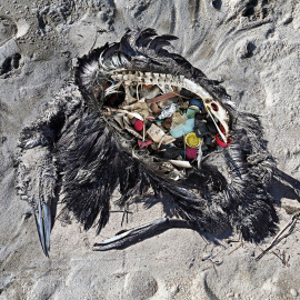 Difícilmente se puede captar mejor la ignominia y la toxicidad del ser humano sobre su entorno que a través de esta imagen de Paulo Oliveira.- LAS NAVES