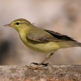 Un ejemplar de mosquitero musical.