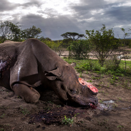'Monumento a una especie' es la fotografía ganadora del certamen Wildlife Photographer of the Year. BRENT STIRTON