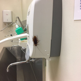 Denuncian la aparición de una cucaracha en los lavabos de los quirófanos del Hospital Gregorio Marañón. TWITTER/@AFEM2012